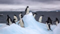 Пингвины Адели. Фото Jason Auch