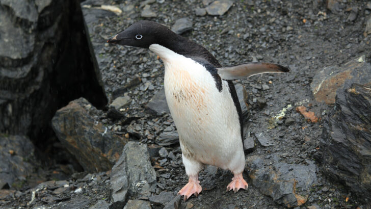 Для наблюдений за пингвинами впервые применили дроны