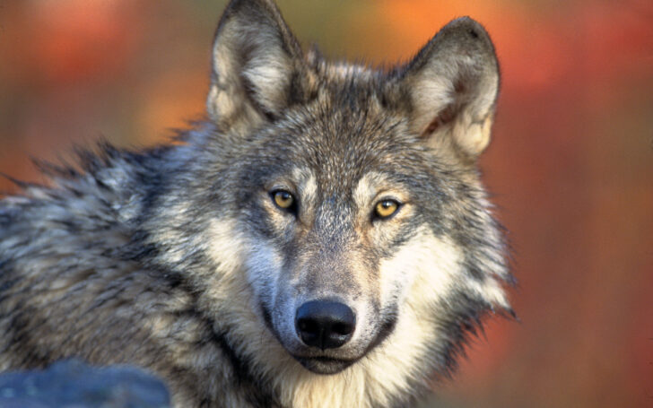Волк. Фото Gary Kramer
