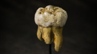 Копия зуба денисовца. Фото Thilo Parg