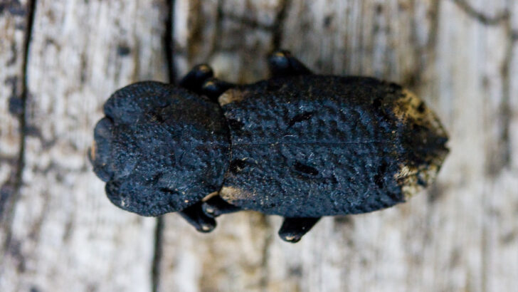 Ученые выяснили секрет прочности панциря жука-броненосца