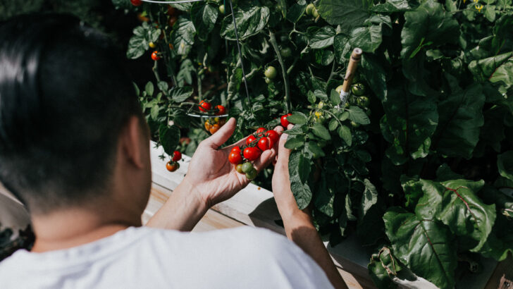 Ученые научились «обманывать» томаты для повышения урожайности