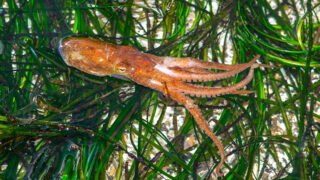 Калифорнийский осьминог. Фото Jerry Kirkhart