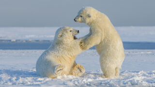 Белые медведи. Фото Hans-Jurgen Mager / Unsplash