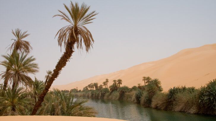 В Сахаре и её окрестностях обнаружены около 2 млрд деревьев