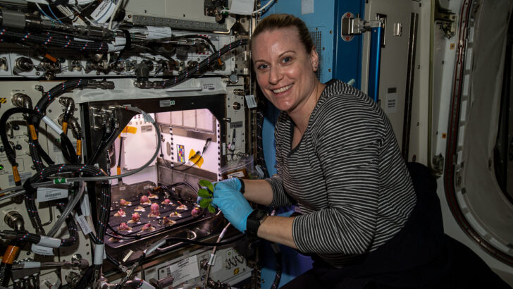 Астронавты NASA собирают урожай редиса, выращенного в космосе