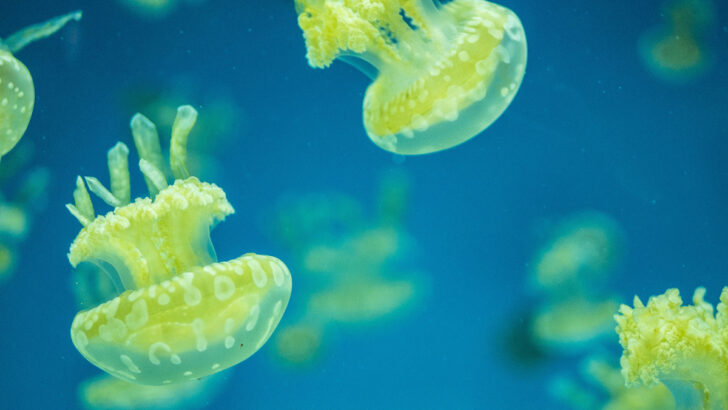 Британские ученые создали робота-медузу для исследования коралловых рифов