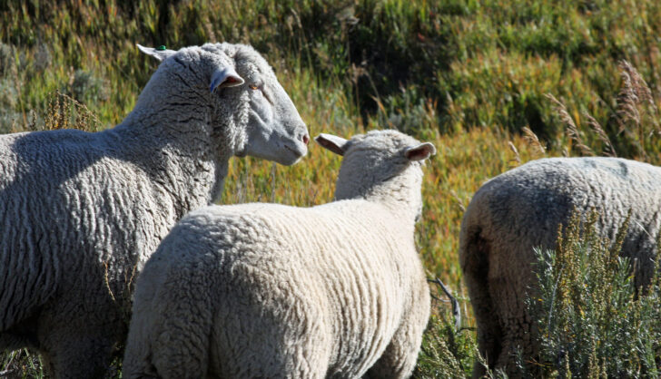 PNAS: Дикие овцы помогли учёным объяснить главные факторы долголетия