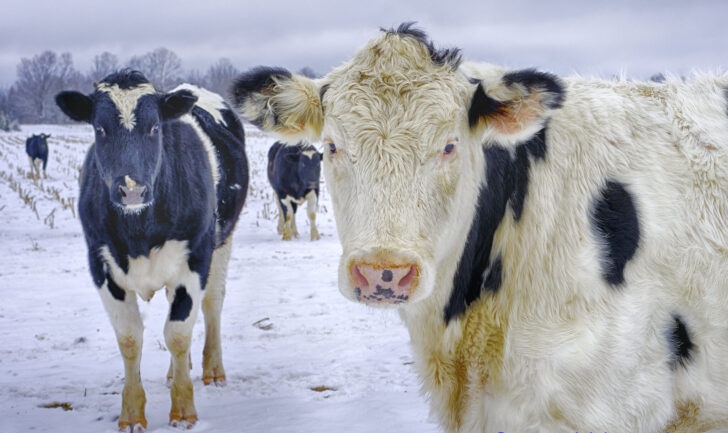 MBE: Якутские коровы имеют позволяющий выживать в морозы ген