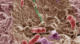 Почвенные микробы. Фото PNNL (CC BY-NC-SA 2.0)