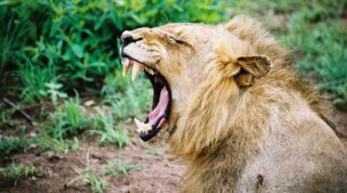 Зевающий лев. Фото Pascal Parent (CC BY-NC-ND 2.0)