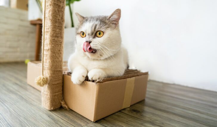 AABS: Исследование показало любовь кошек сидеть в воображаемых иллюзорных коробках