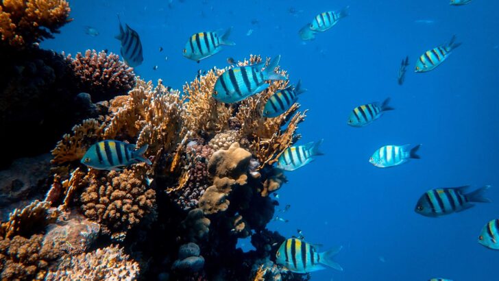 Отельеры в Египте запретят туристам кормить рыб и рыбачить минимум до 15 июля